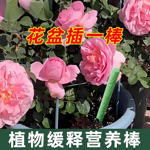 Guoguang Shiqi plant nutrition bar flower fertilizer slow-release fertilizer for household potted flowers nitrogen, phosphorus and potassium compound succulent fertilizer nutrition bar 1 box + bicloprid