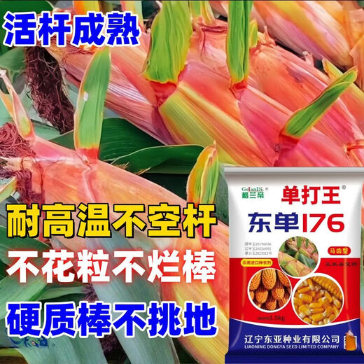 Оригинальная коллекция высокоурожайных семян кукурузы Wangyuanxing, устойчивая к болезням, устойчивая к полеганию, засухоустойчивая, устойчивая к затоплению, твердые палочки с большими конскими зубами, настоящие семена кукурузы, покупка по выгодной цене, 10 мешков семян, 11 акров земли, 30 Jin Jin равен 0,5 кг, высокоурожайный, одобренный на национальном уровне выбор короткостеблей Dongdan 176