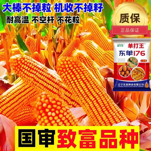 Оригинальная коллекция высокоурожайных семян кукурузы Wangyuanxing, устойчивая к болезням, устойчивая к полеганию, засухоустойчивая, устойчивая к затоплению, твердые палочки с большими конскими зубами, настоящие семена кукурузы, покупка по выгодной цене, 10 мешков семян, 11 акров земли, 30 Jin Jin равен 0,5 кг, высокоурожайный, одобренный на национальном уровне выбор короткостеблей Dongdan 176