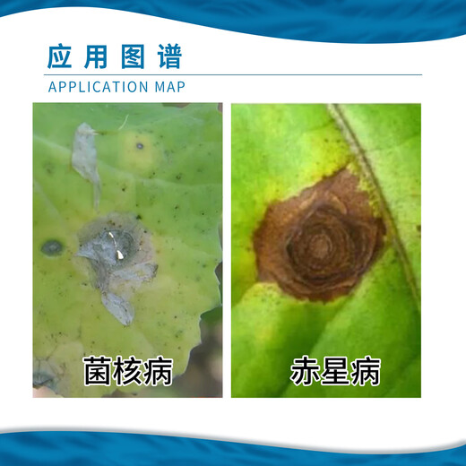Heyi (HEYi) Jiangxi Heyi 40% sclerotinia sclerotiorum red spot disease rapeseed sclerotinia pesticide fungicide sclerotinia sclerotiorum 500g
