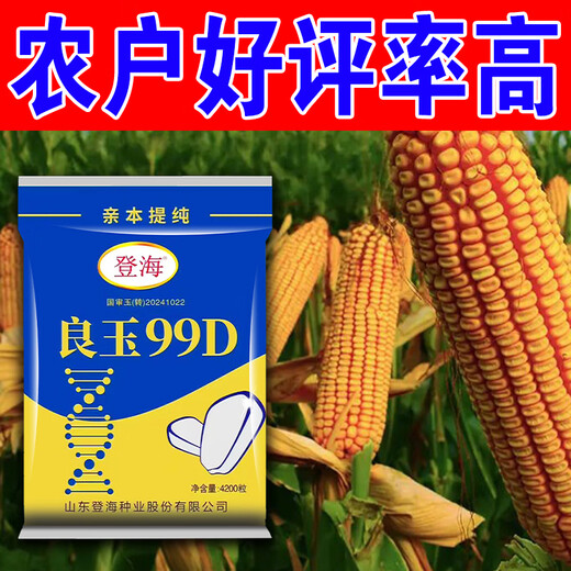 Desheng Zhiyuan 2025 new genuine Denghai Liangyu 99D is resistant to lodging, adaptable to strong resistance, densely packed parent, purified and has good firmness