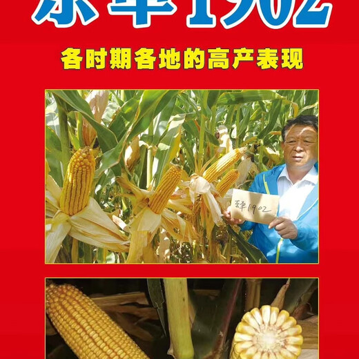 Семена кукурузы Fuyou Dongdan 1902 устойчивы к полегающей ржавчине и устойчивы к полегающей ржавчине.