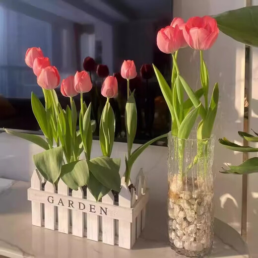 Imported Dutch hydroponic tulip bulbs, indoor and outdoor water-cultured flower plant pots, four-season cold-resistant five-degree balls, mixed color 3 balls (circumference 3-5cm) + nutrient solution