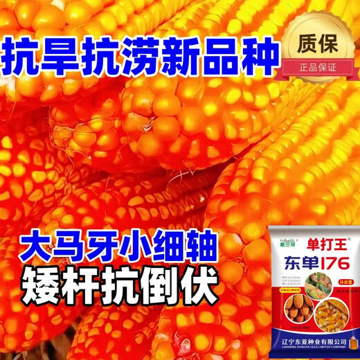 Оригинальная коллекция высокоурожайных семян кукурузы Wangyuanxing, устойчивая к болезням, устойчивая к полеганию, засухоустойчивая, устойчивая к затоплению, твердые палочки с большими конскими зубами, настоящие семена кукурузы, покупка по выгодной цене, 10 мешков семян, 11 акров земли, 30 Jin Jin равен 0,5 кг, высокоурожайный, одобренный на национальном уровне выбор короткостеблей Dongdan 176