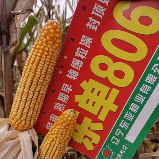 细辛东单806稳产玉米种子长马齿角质粮细轴抗旱耐涝耐高温 806【约5018粒】长马齿