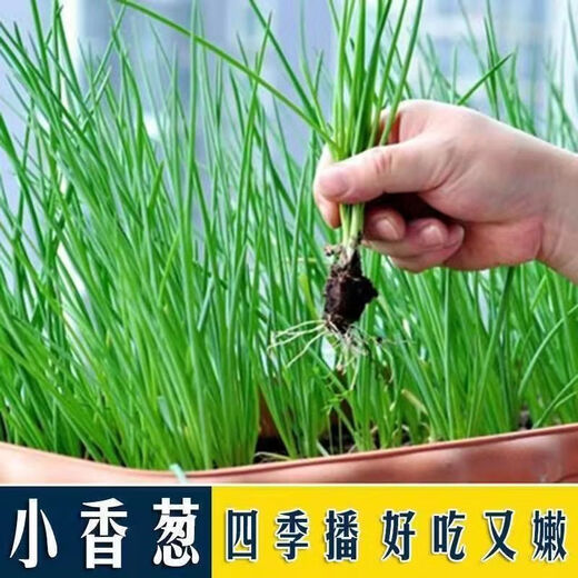 Onion, ginger, garlic, universal soil, flower and vegetable nutrient soil, nursery soil, flower golden kudzu special organic soil fertilizer, vegetable nutrient soil 20Jin Jin is equal to 0.5 kg