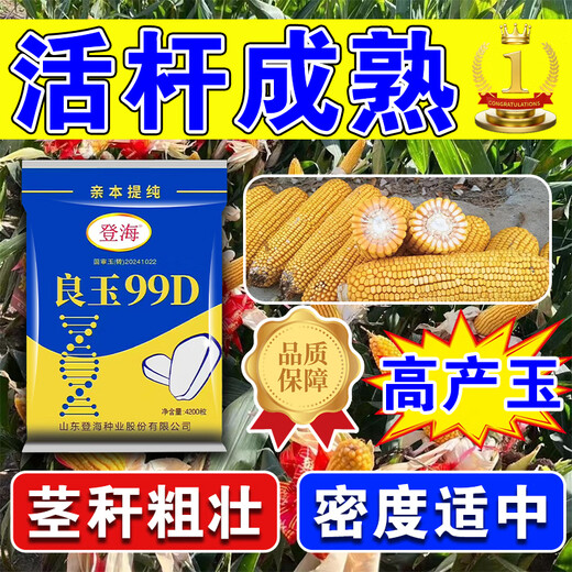 Desheng Zhiyuan 2025 new genuine Denghai Liangyu 99D is resistant to lodging, adaptable to strong resistance, densely packed parent, purified and has good firmness