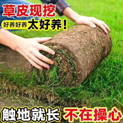 Lawn real turf soil villa garden courtyard greening plants Manila lawn soil turf four seasons green 0.5 square meters Bermuda/turf buy 10 square meters and get 1 square meter free