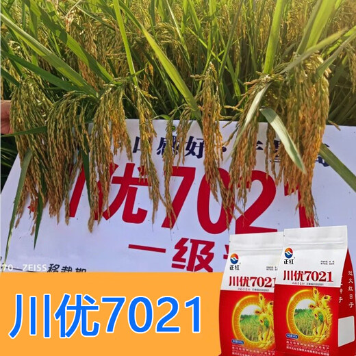 Long-grain fragrant rice Chuanyou 7021 rice seed national standard first-grade fragrant rice has a soft taste but not glutinous and chewy Chuanyou 7021 500g/bag 1 bag