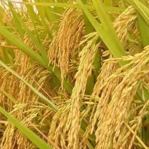 Wangyuan Xingjia Liangyou 100 Гибридные семена риса, одобренные государством, большие семена риса с шипами, карликовые, устойчивые к полеганию семена длиннозерного риса, настоящие Jia Liangyou 100 1 Jin Jin равен 0,5 кг оригинала