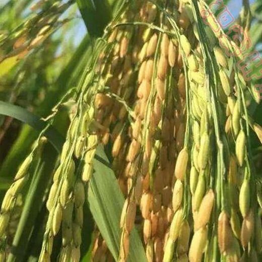 Wangyuan Xingjia Liangyou 100 Гибридные семена риса, одобренные государством, большие семена риса с шипами, карликовые, устойчивые к полеганию семена длиннозерного риса, настоящие Jia Liangyou 100 1 Jin Jin равен 0,5 кг оригинала