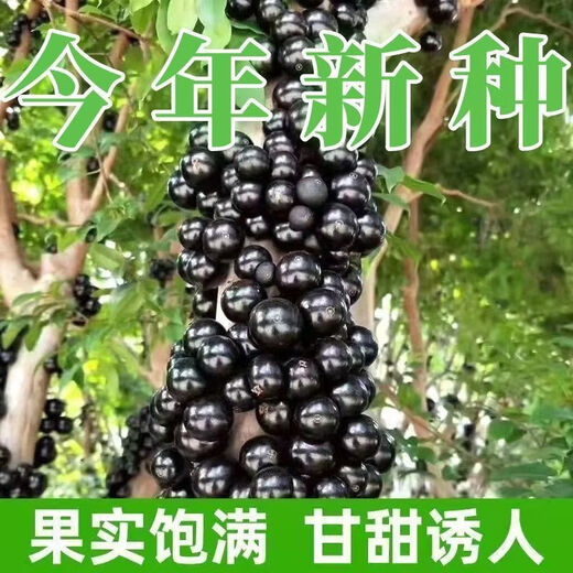 Jiabao Fruit Seeds, four-season sowing for balcony potted plants and small yard cultivation of high-yielding fruits, Sabah Jiabao Fruit Seeds, Jiabao Fruit Seeds (Rich in nutrients, sweet and sour, 3 packs (about 303 seeds), selected good seeds)