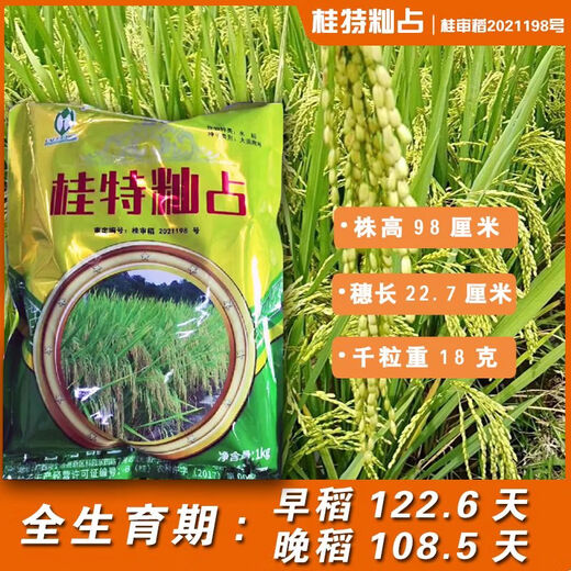 Рисовая лапша Gui Chao Специальный рис, чувствительный к температуре Тип Indica Обычный сорт риса Guite Indica Рисовые семена Круглый тип Guite Indica Рисовые семена 3 пакета 2Jin Jin по 0,5 кг/мешок