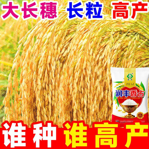 Академия сельскохозяйственных наук, первоклассный высокоурожайный ароматный рис, семена риса, устойчивый к болезням и насекомым, обычный высокоурожайный ранний рис Runfengxiangzhan, новый вид этого года, Runfengxiangzhan, супервысокоурожайный рис, одобренный на национальном уровне, оригинальный подлинный 2Jin Jin, равный 0,5 кг, может сэкономить семена