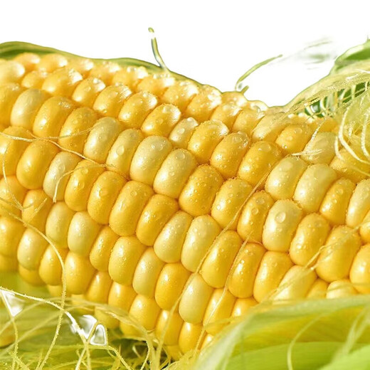 Jingxijia freshly picked golden fruit corn, fresh corn on the cob, popped sweet corn, crispy, sweet, and delicious corn, with box 1Jin Jin is equal to 0.5kg (single root 300g+)