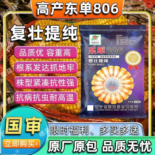 细辛东单806稳产玉米种子长马齿角质粮细轴抗旱耐涝耐高温 806【约5018粒】长马齿