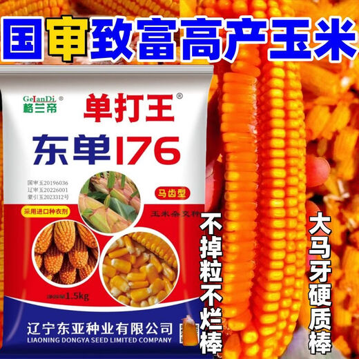 Оригинальная коллекция высокоурожайных семян кукурузы Wangyuanxing, устойчивая к болезням, устойчивая к полеганию, засухоустойчивая, устойчивая к затоплению, твердые палочки с большими конскими зубами, настоящие семена кукурузы, покупка по выгодной цене, 10 мешков семян, 11 акров земли, 30 Jin Jin равен 0,5 кг, высокоурожайный, одобренный на национальном уровне выбор короткостеблей Dongdan 176