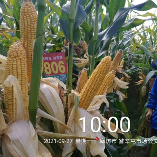 细辛东单806稳产玉米种子长马齿角质粮细轴抗旱耐涝耐高温 806【约5018粒】长马齿