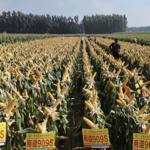 Nationally approved corn seed Shangdao 909s high-yield, disease-resistant, lodging-resistant, low-stemmed, big stick, high-quality early-maturing corn seed, 15 bags, 4 bags free