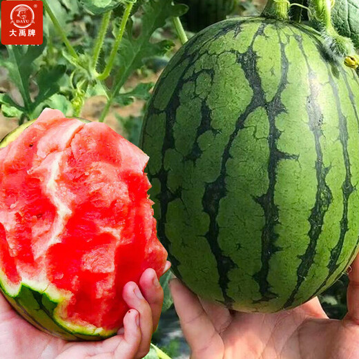 Dayu Early Spring Hongyu Watermelon Seeds Rock Sugar Heart 2k Potted Small Watermelon Seedlings with Soil Seedlings Suitable for Southern Planting Early Spring Hongyu No. 2 Watermelon Seeds 60 Old Varieties