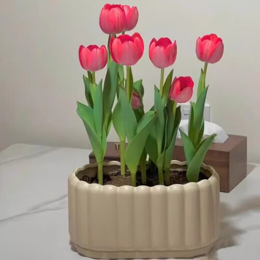 Imported Dutch hydroponic tulip bulbs, indoor and outdoor water-cultured flower plant pots, four-season cold-resistant five-degree balls, mixed color 3 balls (circumference 3-5cm) + nutrient solution