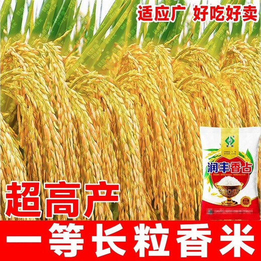 Академия сельскохозяйственных наук, первоклассный высокоурожайный ароматный рис, семена риса, устойчивый к болезням и насекомым, обычный высокоурожайный ранний рис Runfengxiangzhan, новый вид этого года, Runfengxiangzhan, супервысокоурожайный рис, одобренный на национальном уровне, оригинальный подлинный 2Jin Jin, равный 0,5 кг, может сэкономить семена