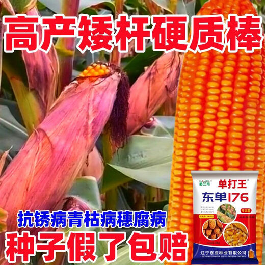 Оригинальная коллекция высокоурожайных семян кукурузы Wangyuanxing, устойчивая к болезням, устойчивая к полеганию, засухоустойчивая, устойчивая к затоплению, твердые палочки с большими конскими зубами, настоящие семена кукурузы, покупка по выгодной цене, 10 мешков семян, 11 акров земли, 30 Jin Jin равен 0,5 кг, высокоурожайный, одобренный на национальном уровне выбор короткостеблей Dongdan 176