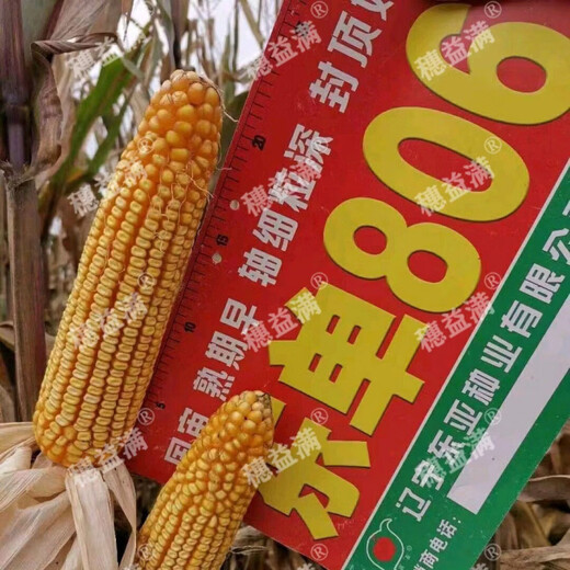 细辛东单806稳产玉米种子长马齿角质粮细轴抗旱耐涝耐高温 806【约5018粒】长马齿