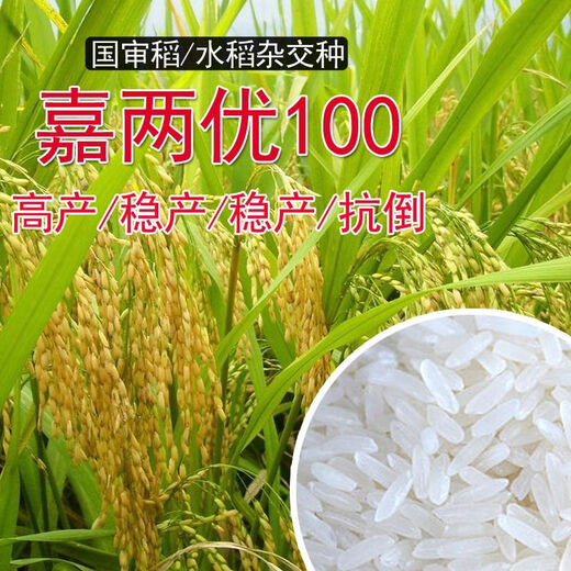 Wangyuan Xingjia Liangyou 100 Гибридные семена риса, одобренные государством, большие семена риса с шипами, карликовые, устойчивые к полеганию семена длиннозерного риса, настоящие Jia Liangyou 100 1 Jin Jin равен 0,5 кг оригинала
