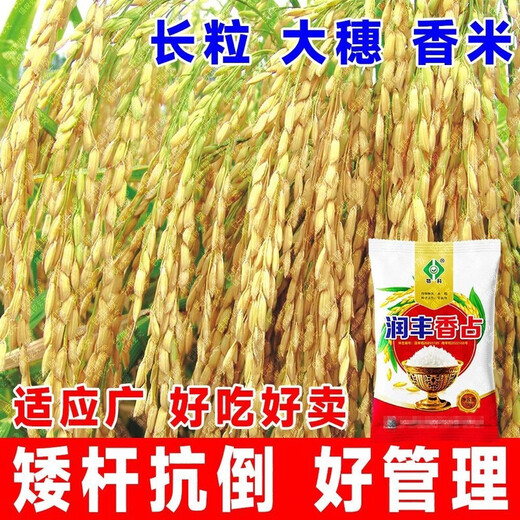 Академия сельскохозяйственных наук, первоклассный высокоурожайный ароматный рис, семена риса, устойчивый к болезням и насекомым, обычный высокоурожайный ранний рис Runfengxiangzhan, новый вид этого года, Runfengxiangzhan, супервысокоурожайный рис, одобренный на национальном уровне, оригинальный подлинный 2Jin Jin, равный 0,5 кг, может сэкономить семена