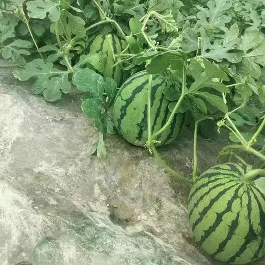Chunzhiyun Ningbo Wei Meng Meidu Watermelon Seeds Large Fruit Early Good Kirin Melon High Yield and Crack Resistant Good Quality 2000 Wei Meng Meidu *1 bag