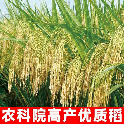 Академия сельскохозяйственных наук, первоклассный высокоурожайный ароматный рис, семена риса, устойчивый к болезням и насекомым, обычный высокоурожайный ранний рис Runfengxiangzhan, новый вид этого года, Runfengxiangzhan, супервысокоурожайный рис, одобренный на национальном уровне, оригинальный подлинный 2Jin Jin, равный 0,5 кг, может сэкономить семена