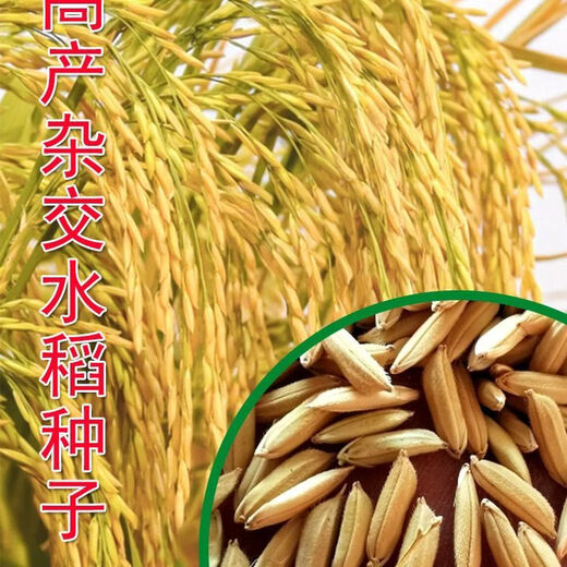 Wangyuan Xingjia Liangyou 100 Гибридные семена риса, одобренные государством, большие семена риса с шипами, карликовые, устойчивые к полеганию семена длиннозерного риса, настоящие Jia Liangyou 100 1 Jin Jin равен 0,5 кг оригинала