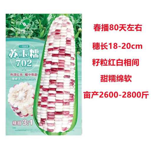 大面积播种黑白黄彩甜加糯超甜水果玉米高产早熟批发 苏玉糯702号 一斤