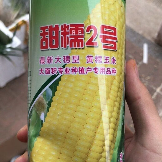 Large area sowing black and white yellow color sweet plus waxy super sweet fruit corn high yield and early maturity wholesale Mitiannuo No. 2 1 Jin Jin is equal to 0.5 kg