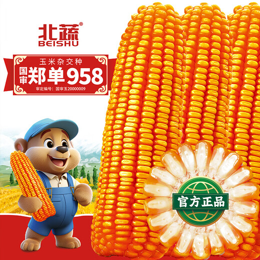 Beishu official authentic corn seeds produce tall and short big sticks, drought-resistant and lodging-resistant Zhengdan 958 nationally approved feed Sichuan hybrid Beishu selected Zhengdan 958 nationally approved corn seeds Total 2Jin Jin equals 0.5kg