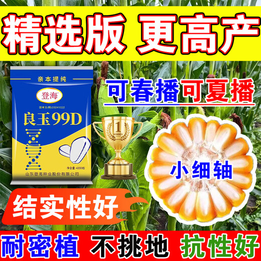 Desheng Zhiyuan 2025 new genuine Denghai Liangyu 99D is resistant to lodging, adaptable to strong resistance, densely packed parent, purified and has good firmness