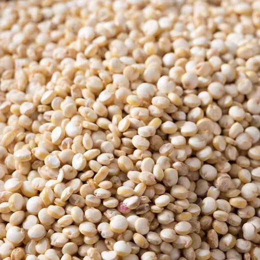 Wangyuanxing White Quinoa Seeds Grain Seeds Farmhouse Rice White Lime Meal Replacement Filling Porridge Coarse Grain Seeds Lvbao Quinoa Seeds Original 25g 1 Bag