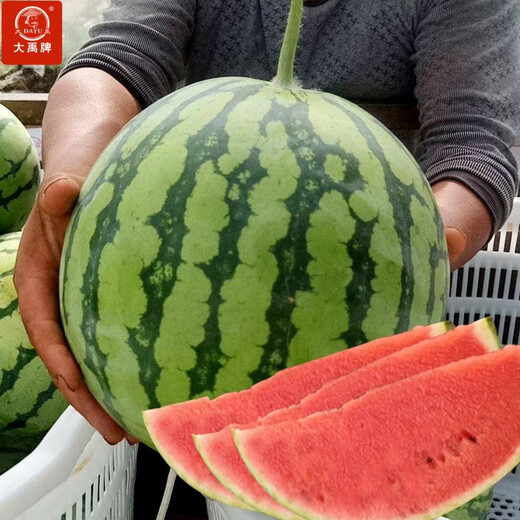 Dayu Lazy Man Watermelon Seed Seedlings Extra Large Suitable for Early Maturing Lazy People in the South 8424 Kirin Melon Meidu Seedless Fruits and Vegetables Rock Sugar Kirin Watermelon Seeds 60 capsules