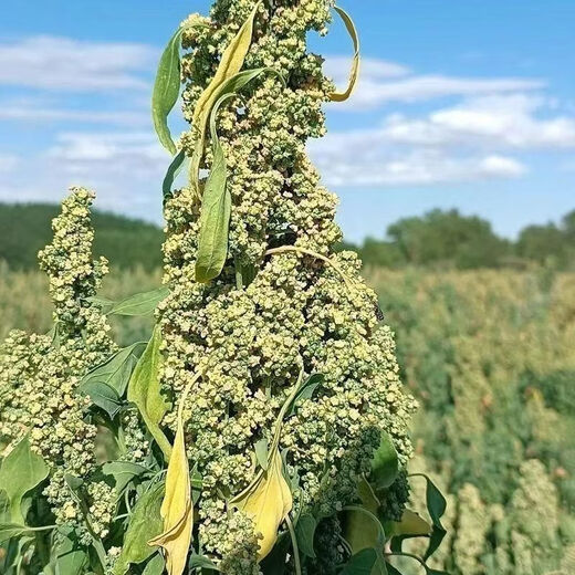 Wangyuanxing White Quinoa Seeds Grain Seeds Farmhouse Rice White Lime Meal Replacement Filling Porridge Coarse Grain Seeds Lvbao Quinoa Seeds Original 25g 1 Bag