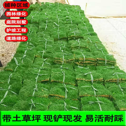 Lawn real grass with soil turf villa courtyard greening Taiwan grass drought-resistant Manila four-season green lawn 1 square meter green grass cannot lack water within 10 years after planting