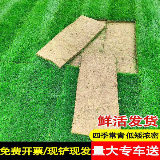 Lawn real grass with soil turf villa courtyard greening Taiwan grass drought-resistant Manila four-season green lawn 1 square meter green grass cannot lack water within 10 years after planting