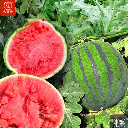 Dayu Lazy Man Watermelon Seed Seedlings Extra Large Suitable for Early Maturing Lazy People in the South 8424 Kirin Melon Meidu Seedless Fruits and Vegetables Rock Sugar Kirin Watermelon Seeds 20g Pack Crisp and Sweet