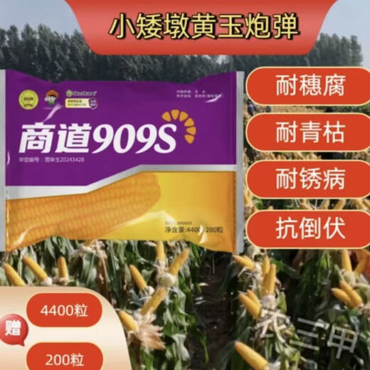 Nationally approved corn seed Shangdao 909s high-yield, disease-resistant, lodging-resistant, low-stemmed, big stick, high-quality early-maturing corn seed, 15 bags, 4 bags free