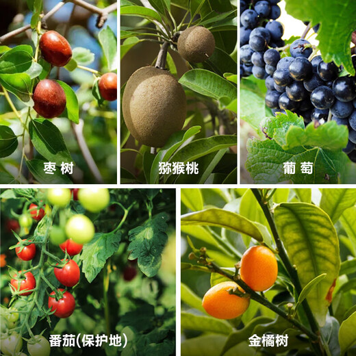 Yiguolingthibenfuron grape jujube tree tomato kumquat regulates growth and promotes fruit growth and improves product plant regulator 120ml (30ml * 4 bottles)