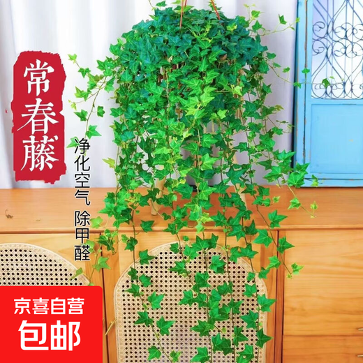 Ivy potted indoor hanging plants are easy to maintain, hydroponic green plants, purify the air, remove formaldehyde, and are evergreen all year round. 1 pot of green-leaf ivy (about 50 cm long) simple pot with hanging hook