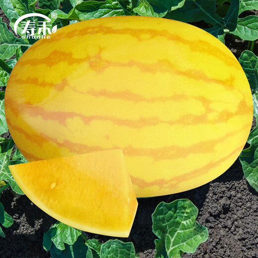 Shouhe Rock Sugar Kirin Watermelon Seed Seedlings Fruit Watermelon Seeds Southern Golden Beauty Yellow Skin Yellow Flesh Watermelon Seeds 100 capsules