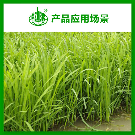 Zhongbao (ZhB) paclobutrazol multi-effect chlormequat dwarfing agent for flowers and fruit trees to control succulent growth and control leggy growth regulator 200g