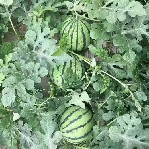Chunzhiyun Ningbo Wei Meng Meidu Watermelon Seeds Large Fruit Early Good Kirin Melon High Yield and Crack Resistant Good Quality 2000 Wei Meng Meidu *1 bag