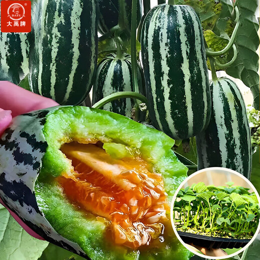 Dayu Boyang No. 9 melon seed seedlings collection, honeydew melon, eight-mile crispy melon seed old variety, Boyang No. 9 melon seedlings, 10 seedlings